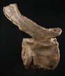 Tall Diplodocus Caudal Vertebra - Dana Quarry #10140-1